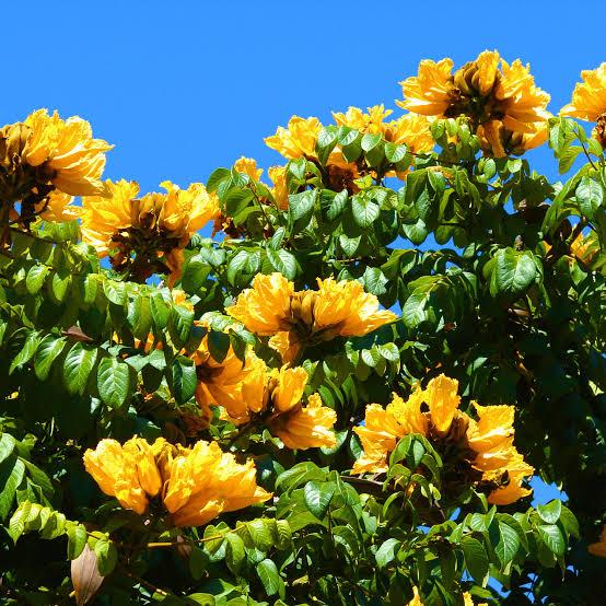 Yellow Africa Tulips / Spathodea Campanulata Yellow (grafted)