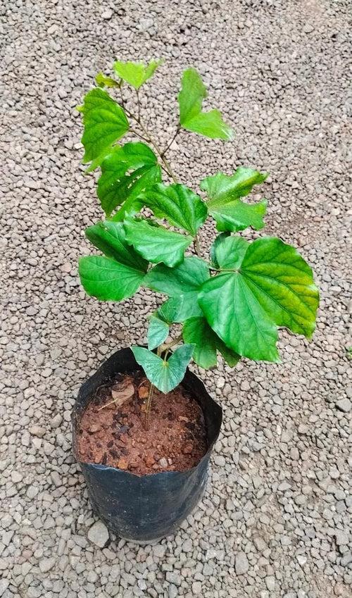 Climbing Bauhinia (Bauhinia bidentata)