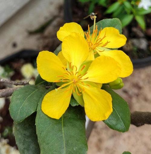 Mickey Mouse Plant/ Ochna Serrulata