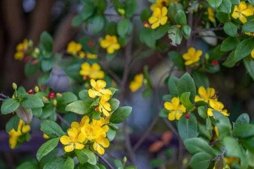 Mickey Mouse Plant/ Ochna Serrulata