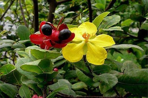 Mickey Mouse Plant/ Ochna Serrulata