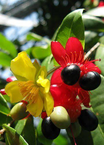 Mickey Mouse Plant/ Ochna Serrulata