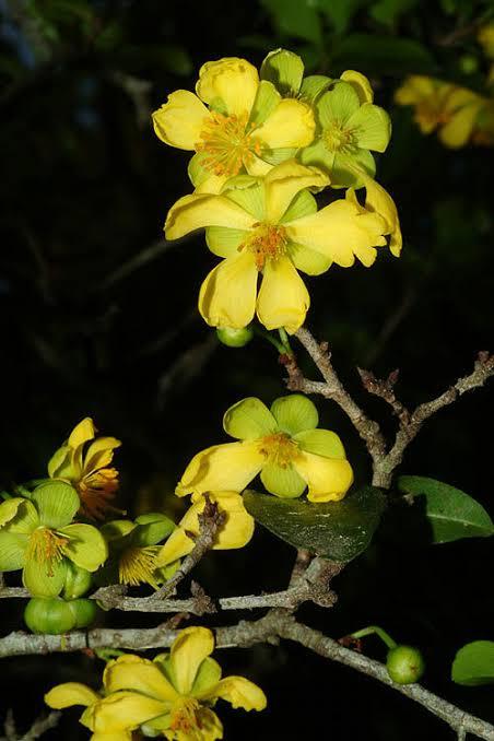 Mickey Mouse Plant/ Ochna Serrulata