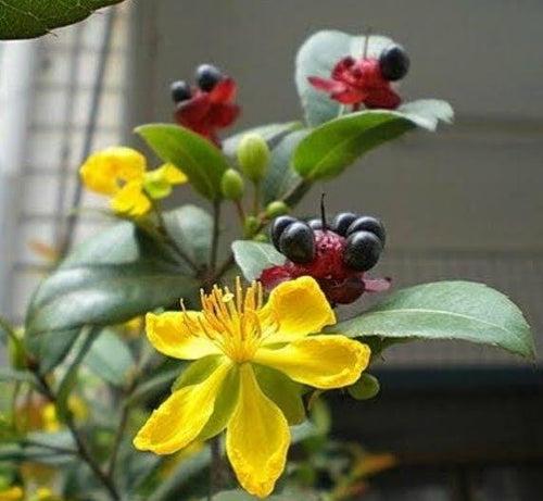 Mickey Mouse Plant/ Ochna Serrulata