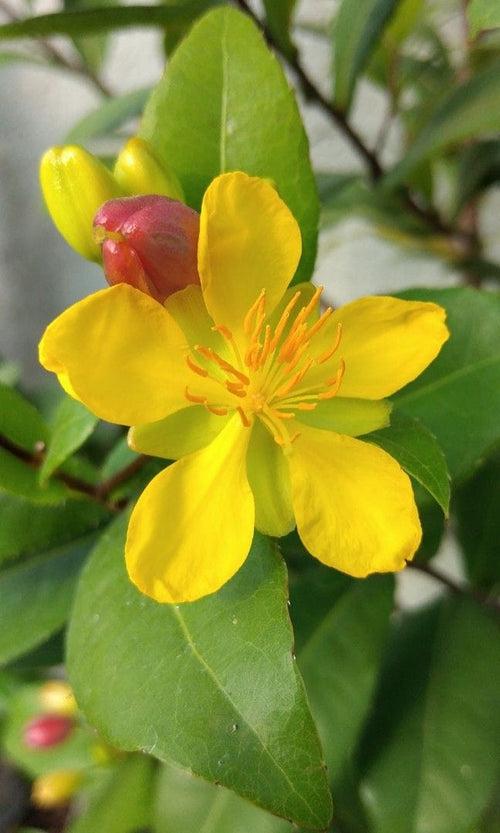 Mickey Mouse Plant/ Ochna Serrulata