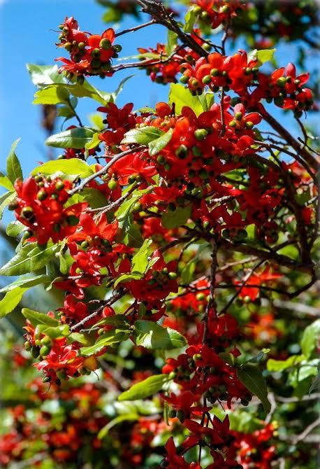 Mickey Mouse Plant/ Ochna Serrulata