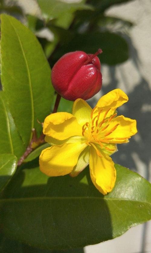 Mickey Mouse Plant/ Ochna Serrulata