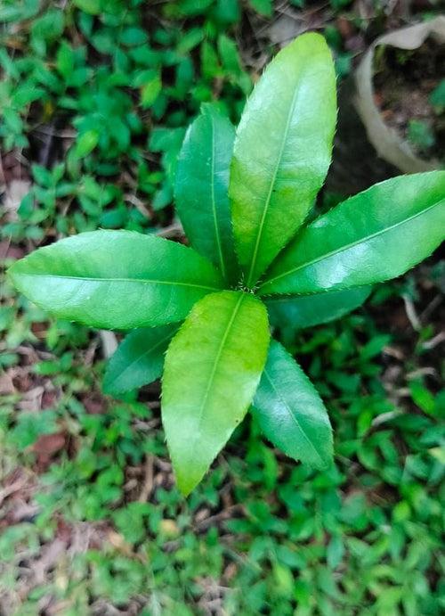 Mickey Mouse Plant/ Ochna Serrulata