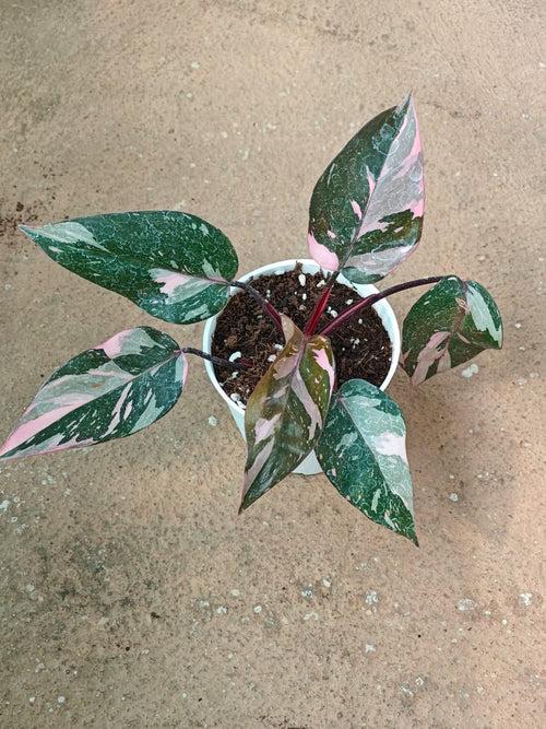 Philodendron Pink Princess 'Galaxy Marble' Node Propogated