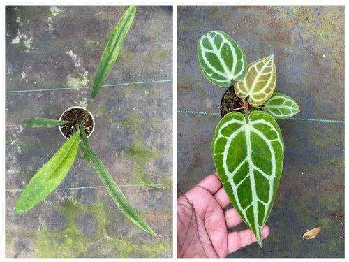 Combo - Anthurium Bakeri (Big) & Crystallinum Green