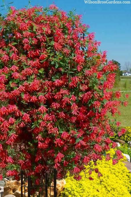 Lonicera Sempervirens/ Coral Honeysuckle/ Trumpet Honeysuckle