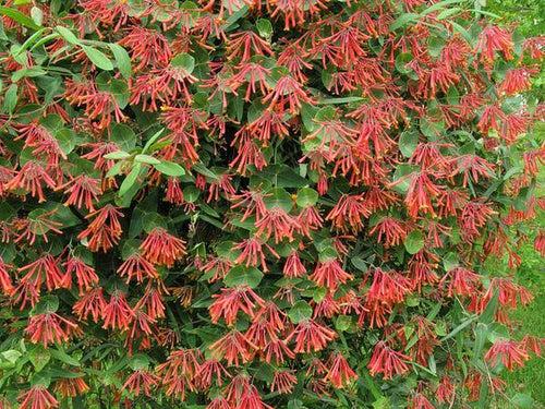 Lonicera Sempervirens/ Coral Honeysuckle/ Trumpet Honeysuckle