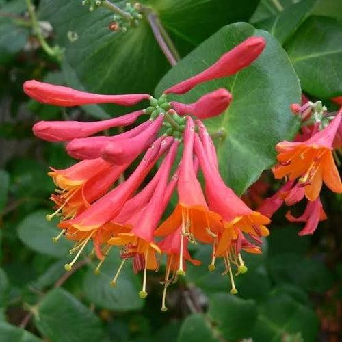 Lonicera Sempervirens/ Coral Honeysuckle/ Trumpet Honeysuckle