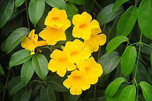 Adenocalymma Comosum/ Yellow Trumpet Vine