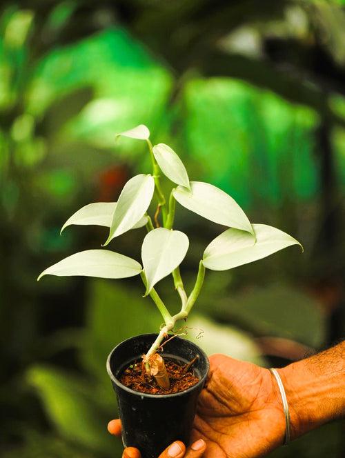 Philodendron Silver Sword