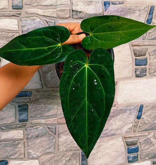 Anthurium Papillilaminum Legend