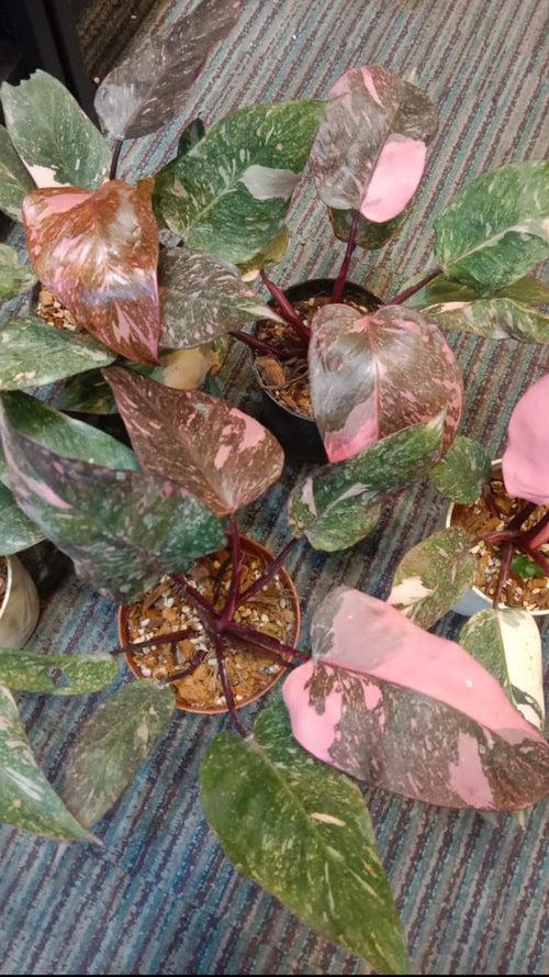 Philodendron Pink Princess 'Galaxy Marble' Node Propogated