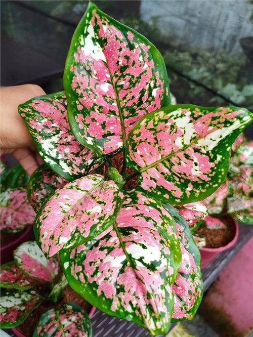 Aglaonema Tricolour