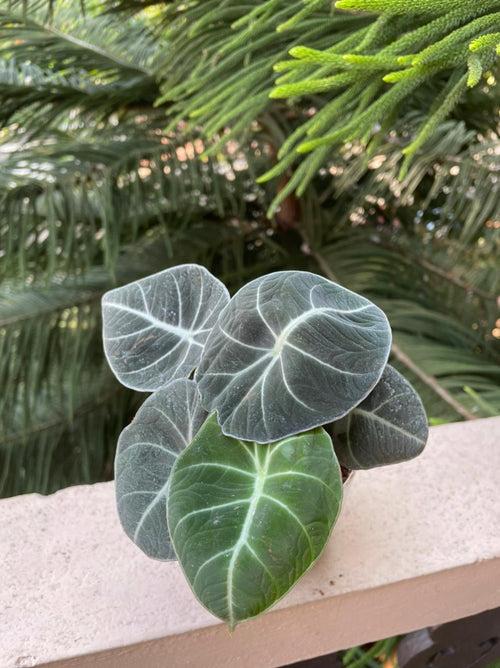 Black Velvet Alocasia