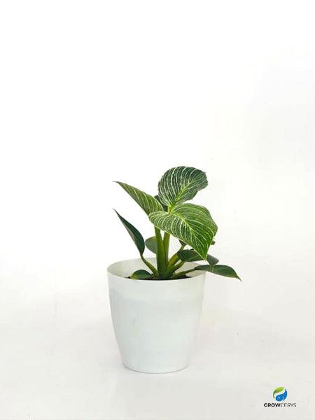 Philodendron Birkin