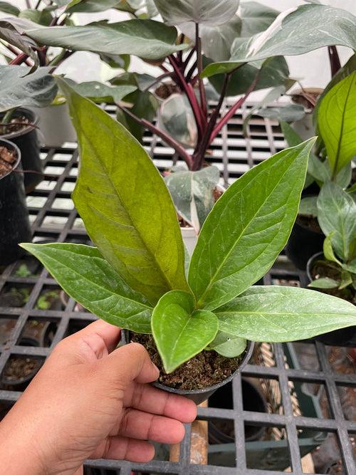 Anthurium Jenmanni