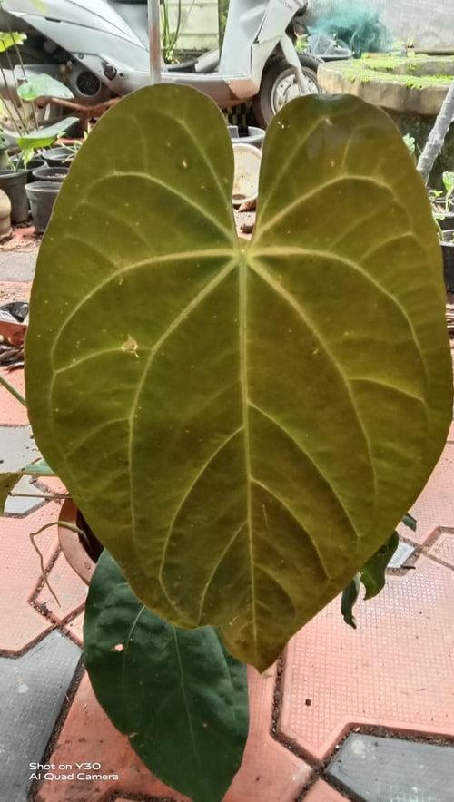 Anthurium Ace of Spades