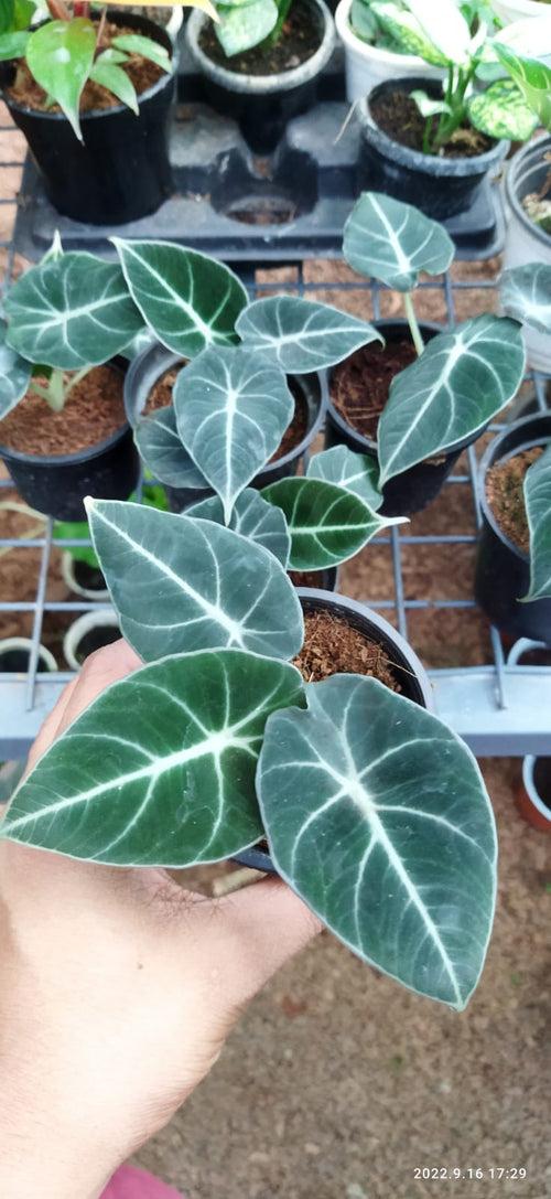 Black Velvet Alocasia