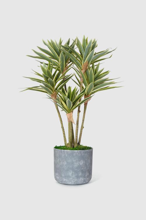 Green Haven Dracaena