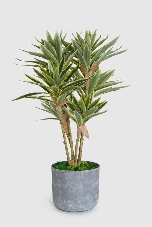 Green Haven Dracaena