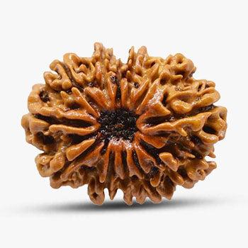 12 Mukhi Rudraksha - Eternal Shine