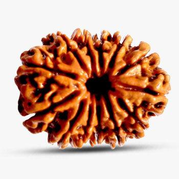 13 Mukhi Rudraksha - Welcome Prosperity