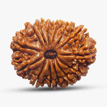 14 Mukhi Rudraksha - Removes Obstacles