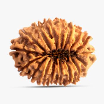 17 Mukhi Rudraksha - Good Luck & Prosperity