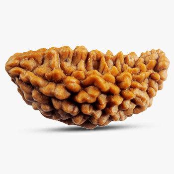 1 Mukhi Rudraksha - Invite Peace