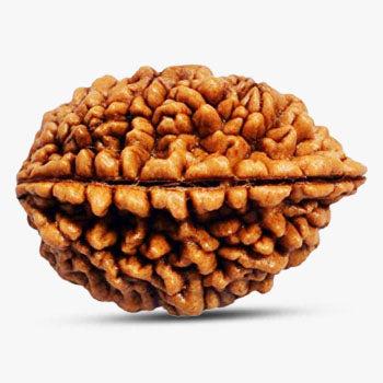 2 Mukhi Rudraksha - Eternal Companions