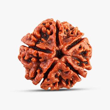 5 Mukhi Rudraksha - Invoke Courage & Faith