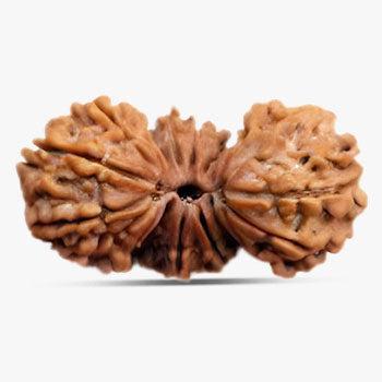 Trijuti Rudraksha