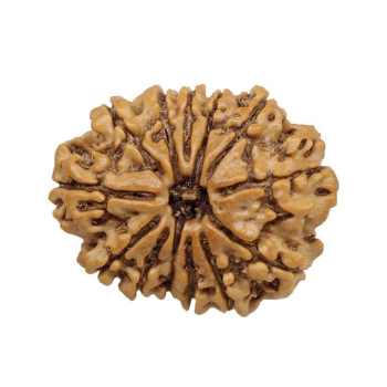 12 Mukhi Rudraksha - Eternal Shine