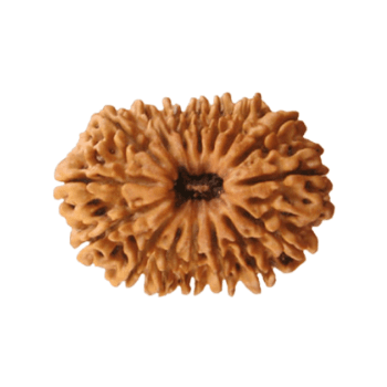 16 Mukhi Rudraksha - Protect from Problems