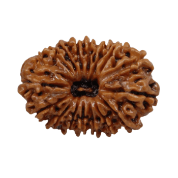 17 Mukhi Rudraksha - Good Luck & Prosperity