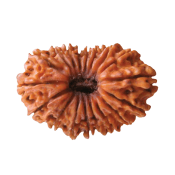 19 Mukhi Rudraksha - Health, Wealth & Prosperity