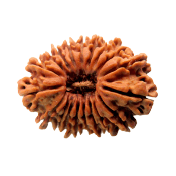 20 Mukhi Rudraksha - Faith & Spiritual Knowledge