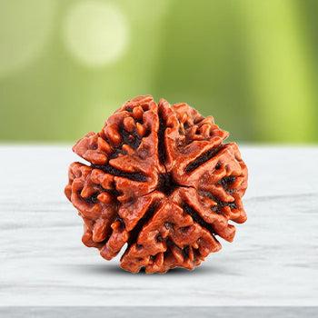 5 Mukhi Rudraksha - Invoke Courage & Faith