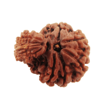 Garbh Gauri Rudraksha