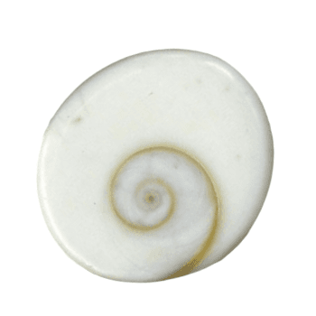 Gomti Chakra Stone - Wealth, Health And Success