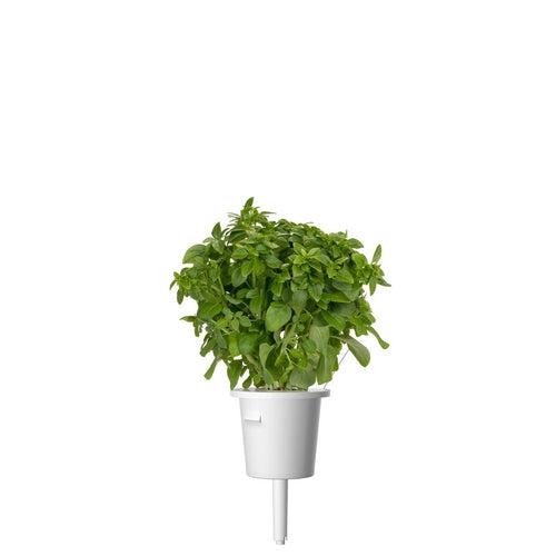 Smart Garden 3 with Dwarf Basil 3-Pack