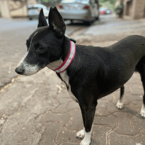 Reflective Collar (For community dogs)