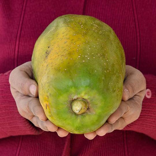 Papaya (Papita) Ripe