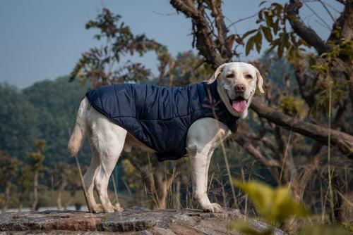 Dear Pet Quilted Jacket for Dogs in Blue