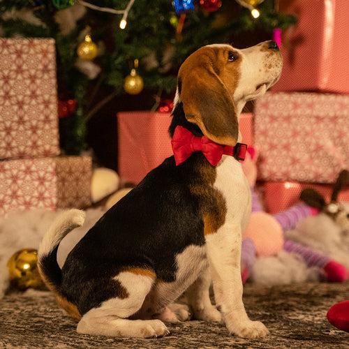 Dear Pet Something Christmasy Dog Bow Tie in Red